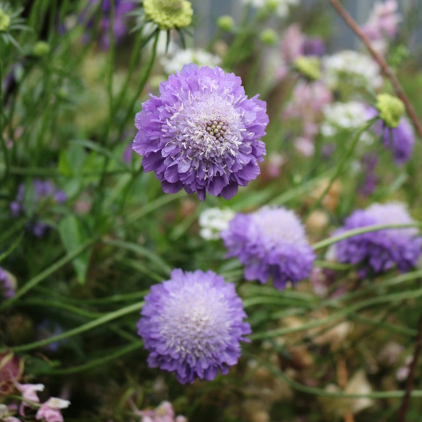 Flora Grow Seed Pack Scabiosa